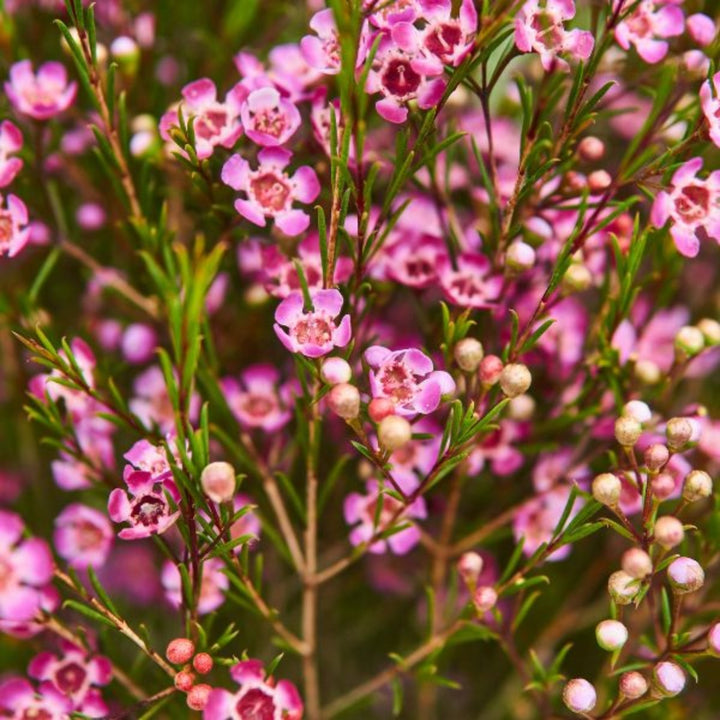 Pink waxflower stems from Fresh Flower Holland, featuring 10 vibrant blooms with delicate petals and green foliage.
