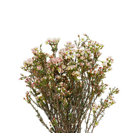 Chamelaucium, waxflower, White, 10 Stems