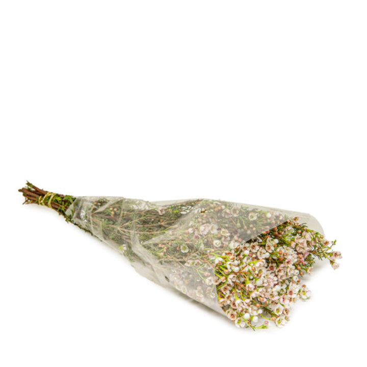 White waxflower stems from Fresh Flower Holland, showcasing 10 fresh blooms with delicate petals and green foliage.