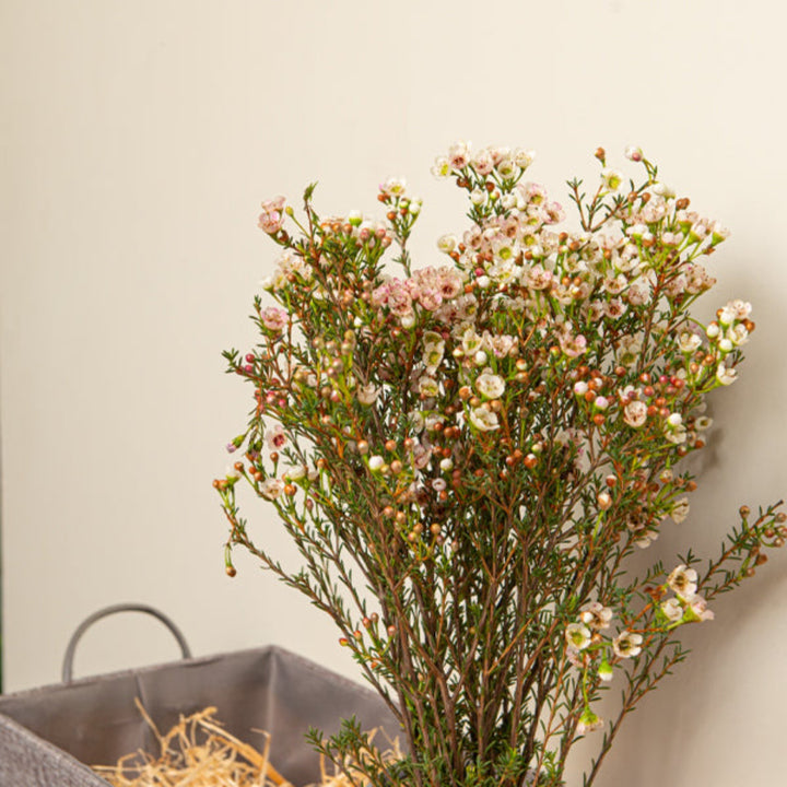 White waxflower stems from Fresh Flower Holland, 10 stems of Chamelaucium with delicate white blossoms, ideal for floral arrangements.
