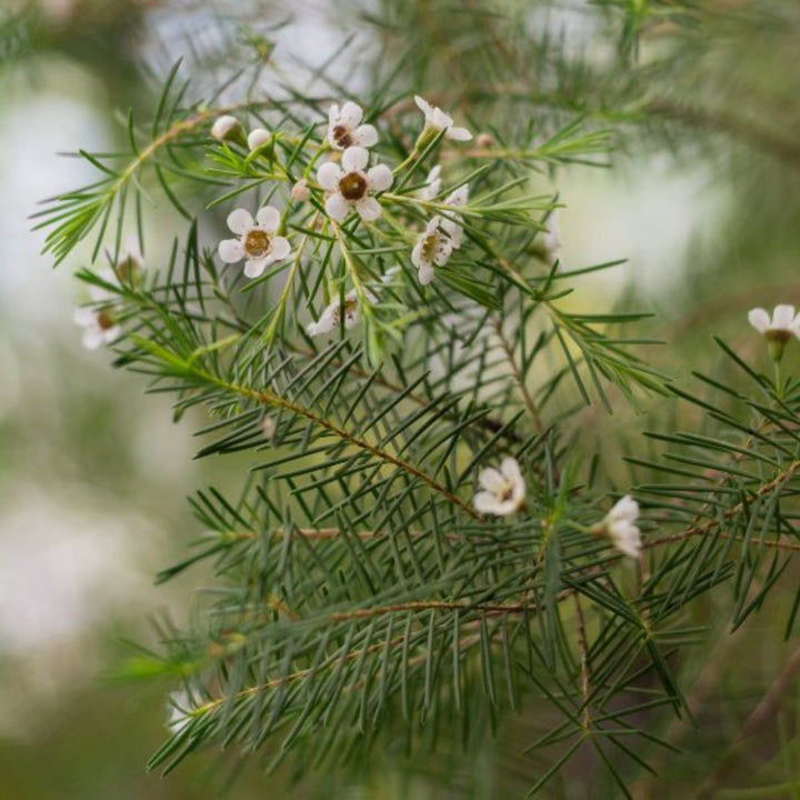 White waxflower stems from Fresh Flower Holland, featuring 10 blooms with delicate, small white flowers and green foliage.