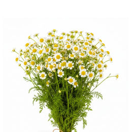 Chamomile, Tanacetum, 10 Stems