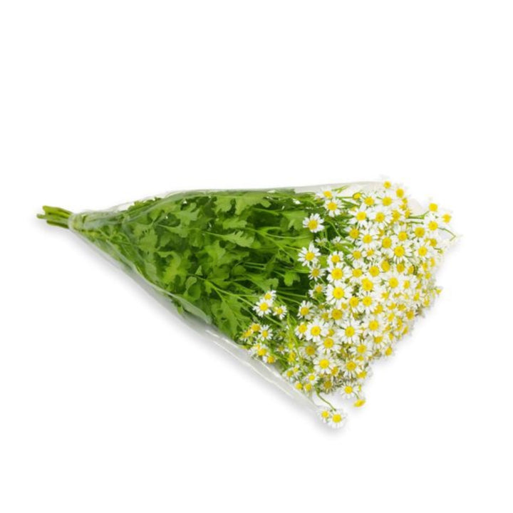 Fresh Flower Holland chamomile flower stems with delicate white petals and yellow centers, arranged in a bunch.