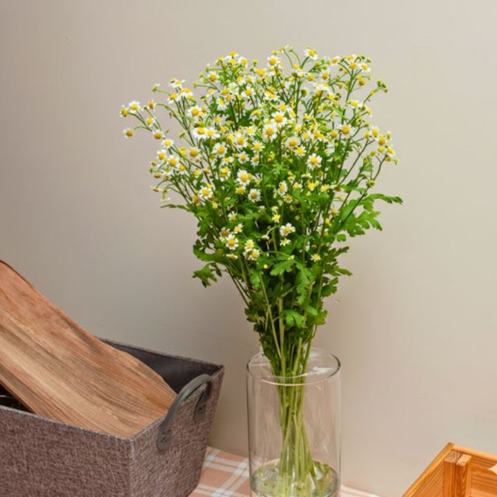 Fresh Flower Holland chamomile flower stems with delicate white blooms and green leaves, 10 stems for floral arrangements.