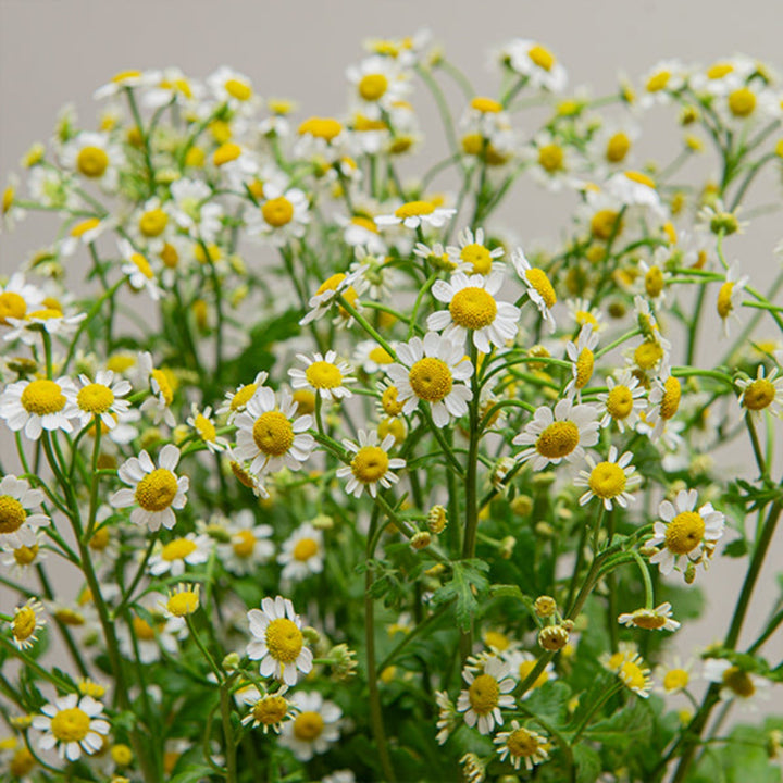 Fresh Flower Holland chamomile flower stems with delicate white blooms and green foliage, perfect for floral arrangements.