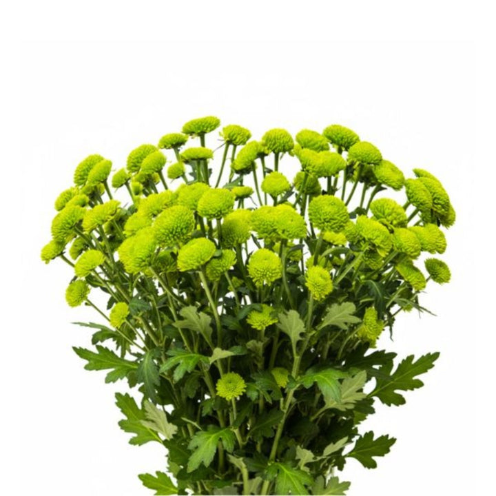Bright green Peptalk Chrysanthemum flowers on 10 stems, fresh blooms with vibrant petals from SQ Flora Kenya.