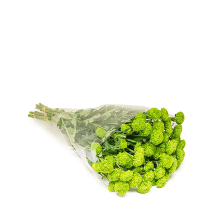 Bright green Peptalk Chrysanthemum flowers from SQ Flora Kenya with 10 stems, showcasing vibrant, fresh blooms.