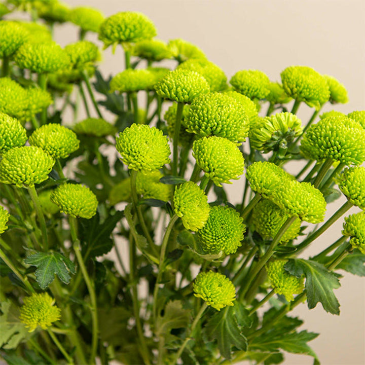 Bouquet of 10 Peptalk Green Chrysanthemum flowers by SQ Flora Kenya, vibrant green blooms arranged in a natural display.