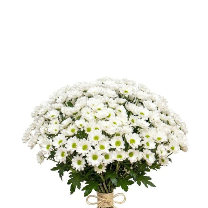 Fresh Flower Holland Santini Insta White chrysanthemum flowers, 10 stems, with white blooms and green foliage, natural arrangement.