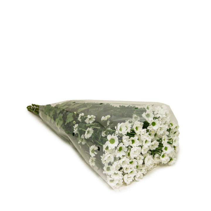 Fresh Flower Holland Santini Insta White Chrysanthemum flowers, 10 stems, vibrant white blooms perfect for floral arrangements.