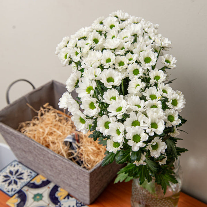 Fresh Flower Holland Santini Insta White Chrysanthemum flowers with 10 stems, showcasing vibrant white blooms in a natural arrangement.