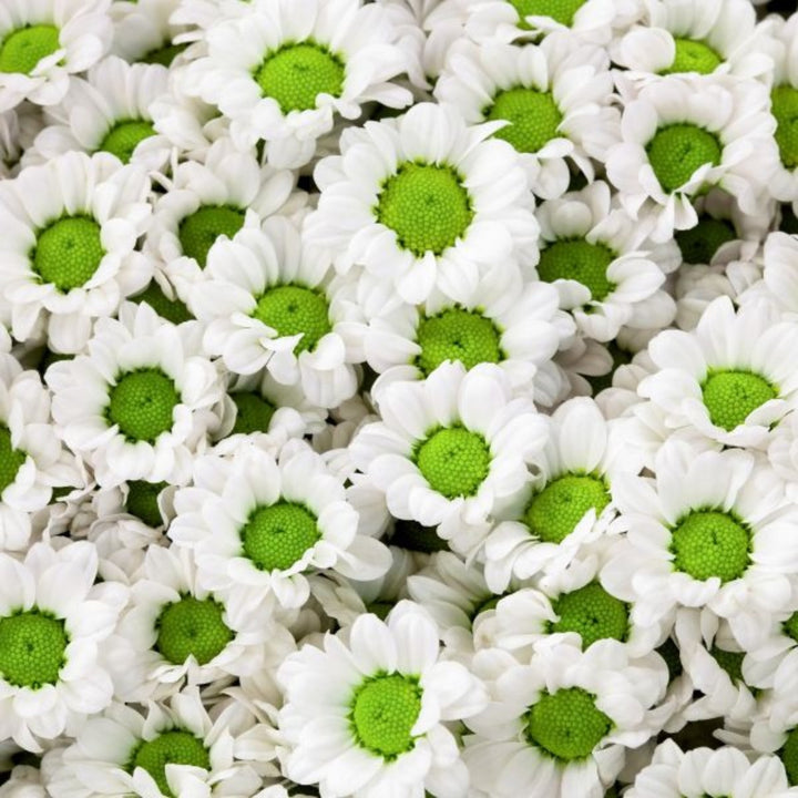White Santini Chrysanthemum flowers from Fresh Flower Holland, showing 10 stems of fresh, vibrant blooms in a natural arrangement.