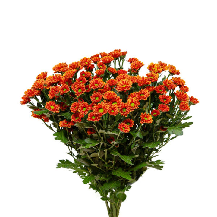 Fresh Flower Holland Santini Insta Chrysanthemum stems, vibrant yellow flowers, arranged in a bouquet.