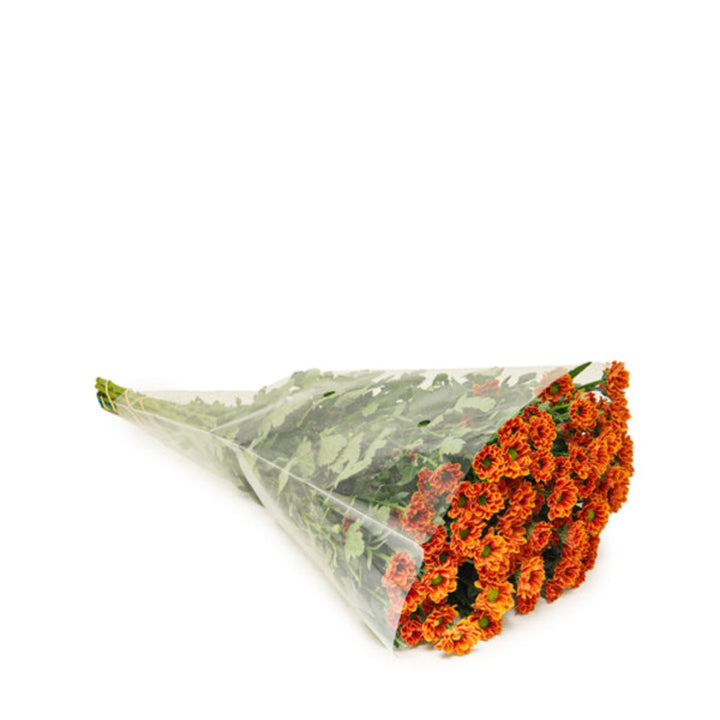 Fresh Flower Holland Santini Insta Chrysanthemum flowers, 10 stems with vibrant blooms and lush green leaves.
