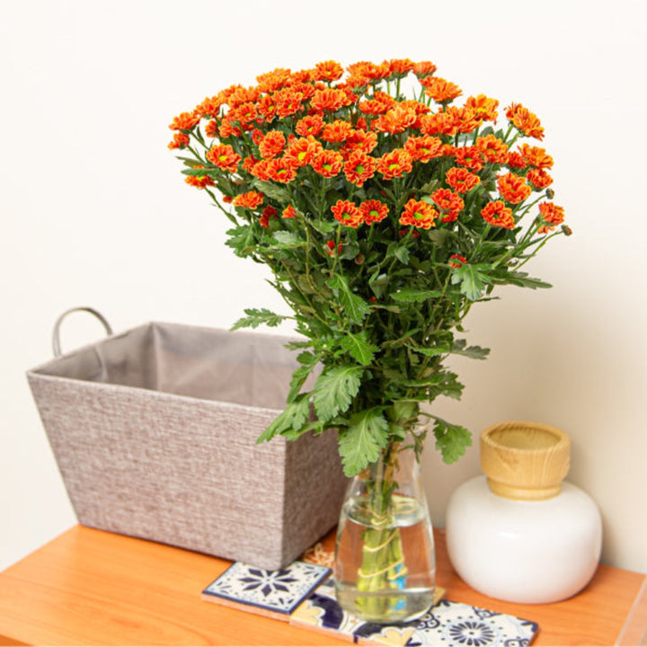 Fresh Chrysanthemum Santini Insta flower stems from Fresh Flower Holland, showing vibrant blooms on multiple stems.