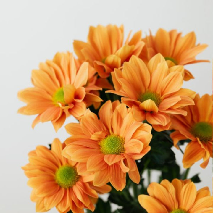 Fresh Chrysanthemum Santini Insta flowers with 10 stems, vibrant blooms from Fresh Flower Holland in a natural arrangement.