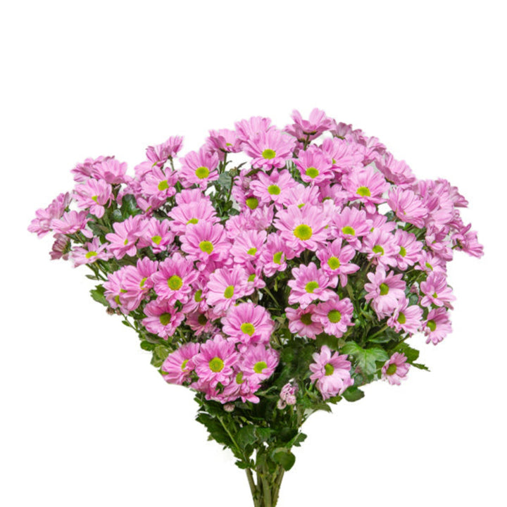 Fresh Purple Santini Chrysanthemum flowers from Malibu-Purple variety, 10 stems, arranged with vibrant blooms and green foliage.