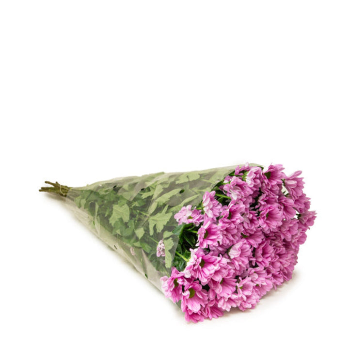 Fresh Flower Holland Santini Malibu-Purple Chrysanthemum flowers with 10 stems, vibrant purple blooms for floral arrangements.