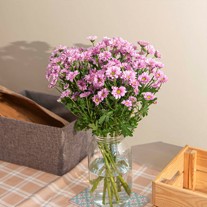 Purple Santini chrysanthemum flowers from Fresh Flower Holland, 10 stems, vibrant and fresh for floral arrangements.