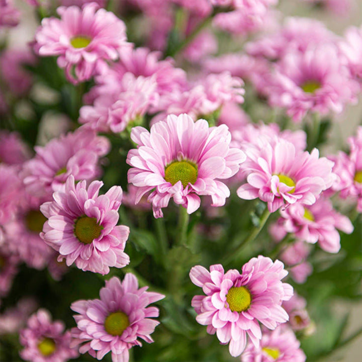 Fresh purple Santini Chrysanthemum flowers from Malibu-Purple with 10 stems, arranged in a natural bouquet.