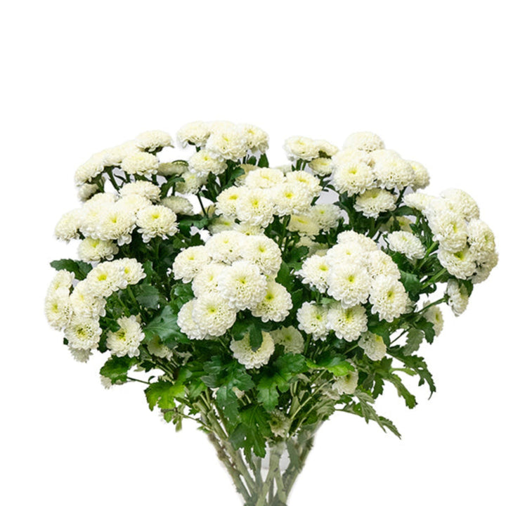 White Santini chrysanthemum and poppy flowers from SQ Flora Kenya, 10 stems, arranged in a natural bouquet.