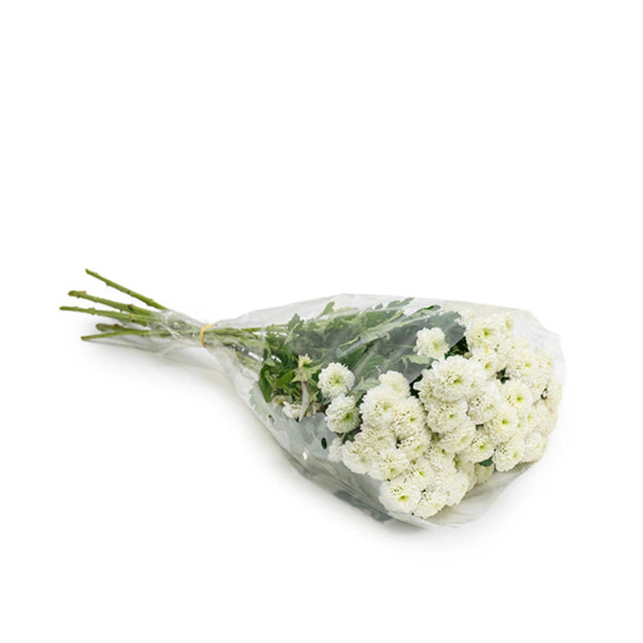 White Santini chrysanthemum and Poppy flowers on 10 stems, arranged for floral decoration, by SQ Flora Kenya.