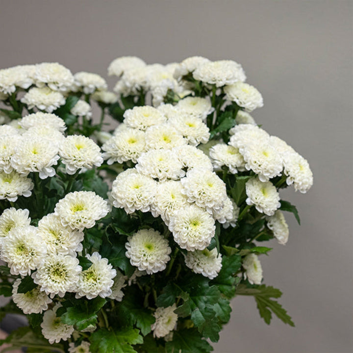 White Santini chrysanthemum and poppy flowers on 10 stems, fresh floral arrangement by SQ Flora Kenya.