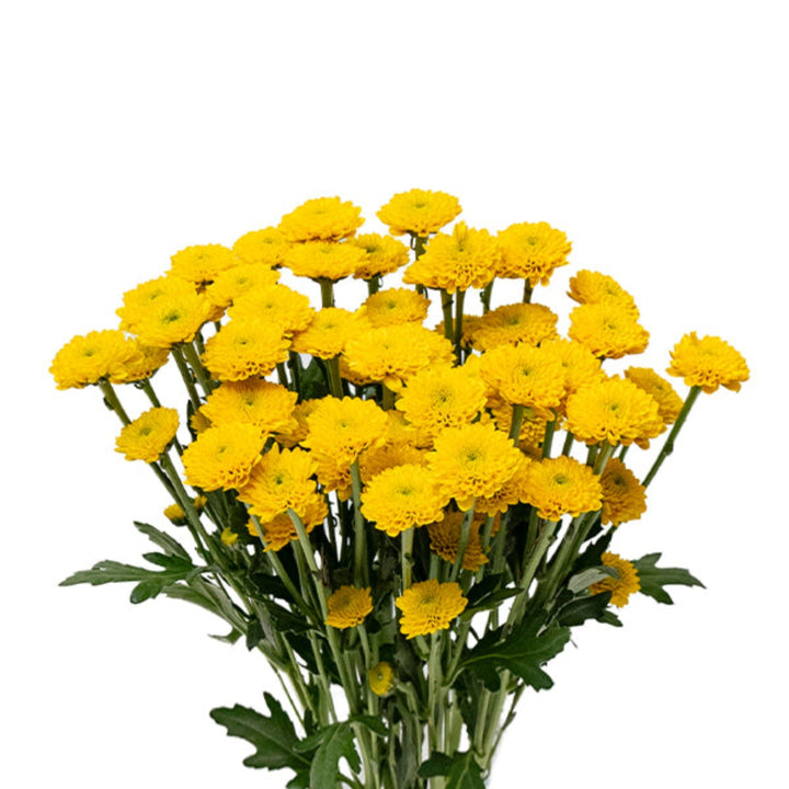 Bright yellow Santini Sunny Chrysanthemums flower stems from SQ Flora Kenya, showcasing fresh, vibrant blooms.