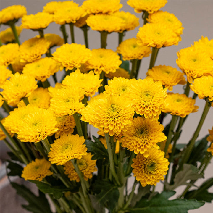 Bright yellow Santini Sunny Chrysanthemums flower stems from SQ Flora Kenya, showcasing vibrant blooms on multiple stems.