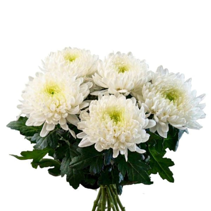 White Magnum Chrysanthemums flower stems from SQ Flora Kenya, featuring five elegant blooms in a decorative arrangement.
