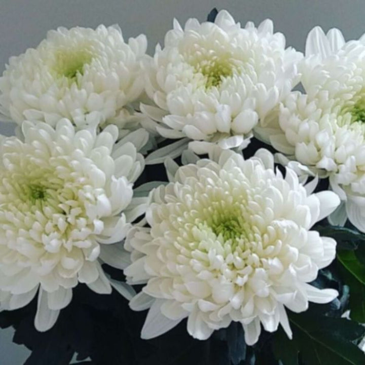 White Chrysanthemums Deco Magnum by SQ Flora Kenya, 5 stems of elegant, fresh flowers for floral arrangements.