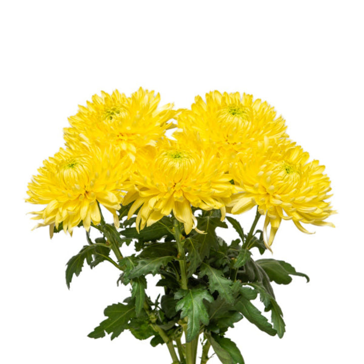 Decorative Chrysanthemums flower stems from SQ Flora Kenya, featuring five vibrant blooms arranged for floral decoration.