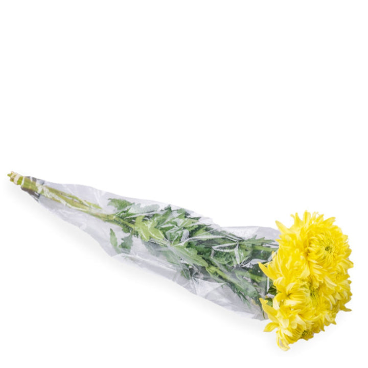 Bouquet of five Deco Ponzo Chrysanthemums from SQ Flora Kenya with vibrant, full blooms arranged naturally.