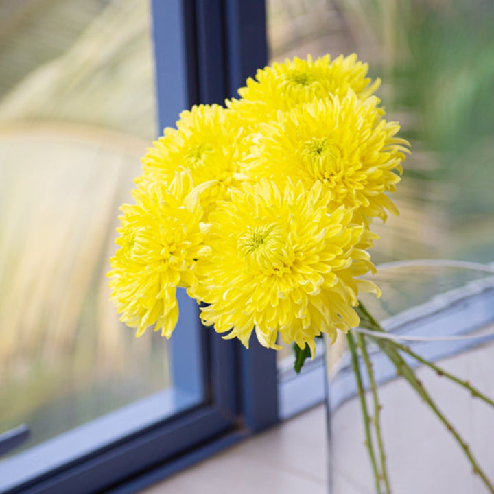 Five stems of decorative Chrysanthemums flowers by SQ Flora Kenya, showcasing vibrant blooms and lush green foliage.