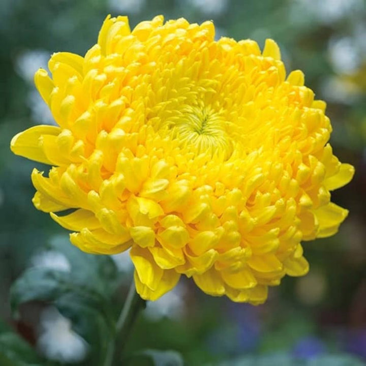 Five stems of SQ Flora Kenya deco chrysanthemums with vibrant orange blossoms arranged in a bouquet.