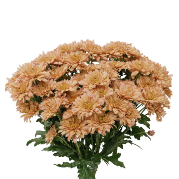 Black Tulip Chrysanthemums and Kalimba salmon spray floral arrangement with 10 stems, showcasing vibrant flowers and greenery.