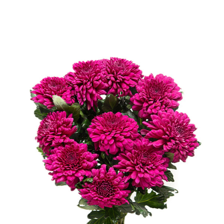 Fresh Lamira Chrysanthemums with 10 stems, vibrant and blooming flowers from Fresh Flower Holland arranged in a bouquet.