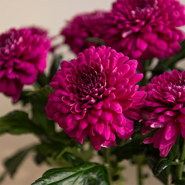 Fresh Chrysanthemums flower stems from Lamira by Fresh Flower Holland, showcasing vibrant blooms and green foliage.