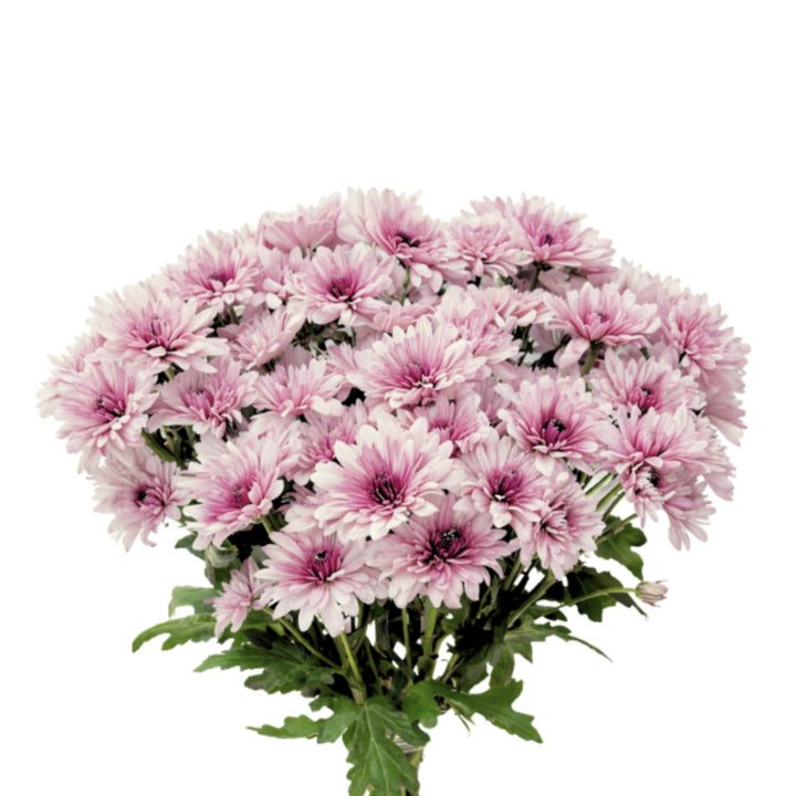 Pink Chrysanthemums from Black Tulip, Malibu-Bi variety, arranged in a bouquet with 10 stems.