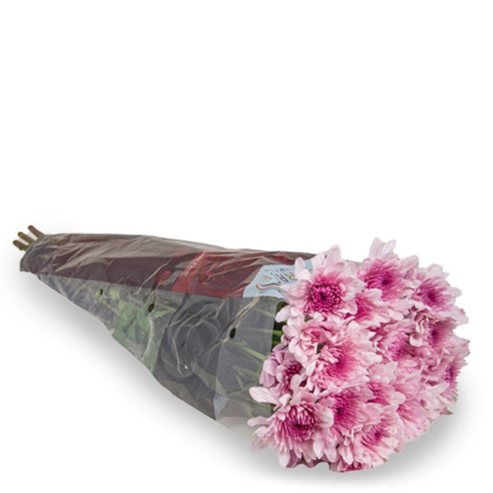 Pink Malibu-Bi Chrysanthemums from Black Tulip, 10 stems, fresh flower bouquet with vibrant pink blooms and lush green foliage.