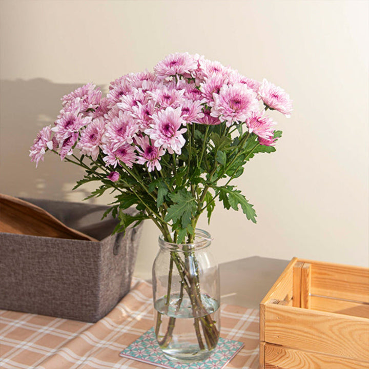 Pink Chrysanthemums from Black Tulip, Malibu-Bi variety, 10 flower stems arranged in a bouquet.