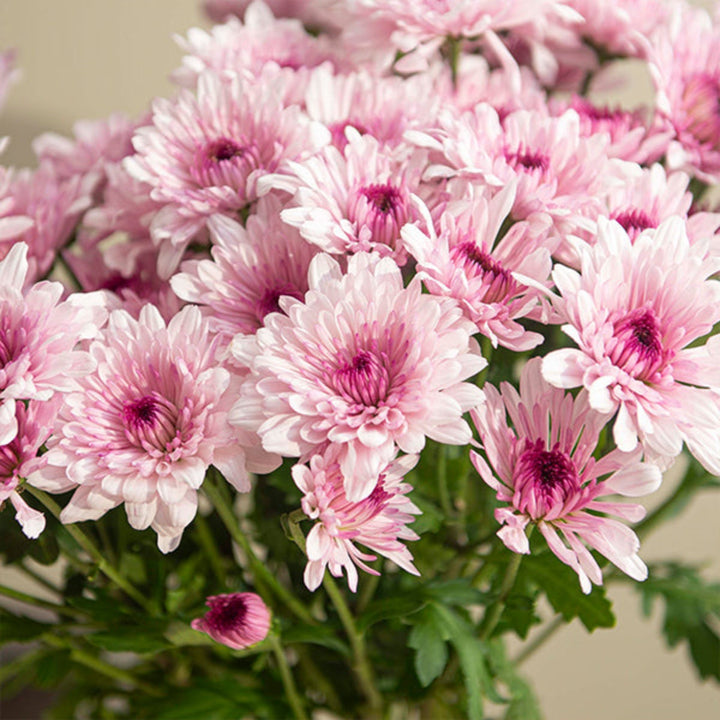 Pink Chrysanthemums from Black Tulip Malibu-Bi, 10 stems of fresh, vibrant flowers arranged in a bouquet.
