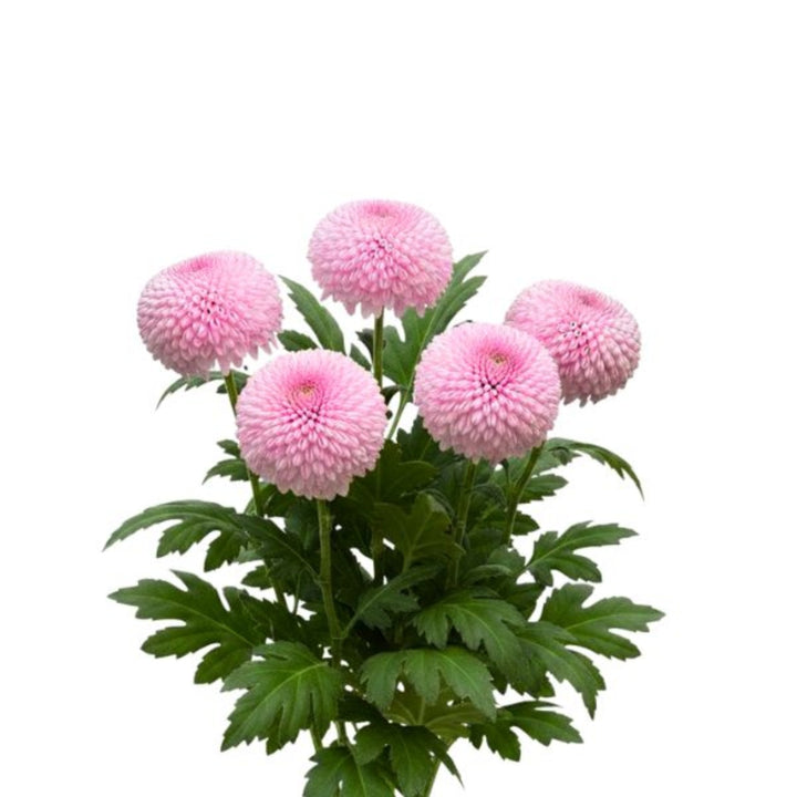 Fresh Flower Holland Momoko chrysanthemum bouquet with five single-stem flowers in vibrant colors.