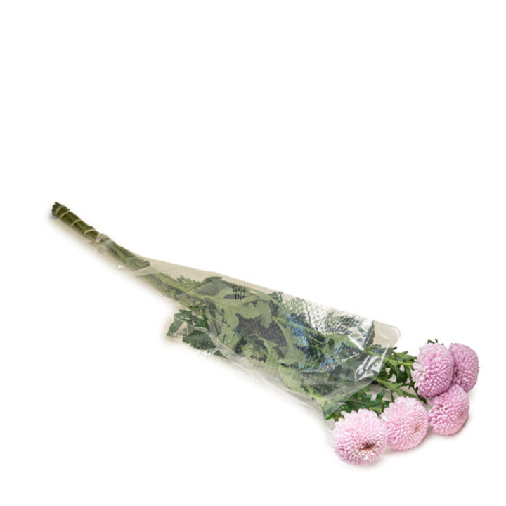 Single stem of fresh Momoko Chrysanthemums from Fresh Flower Holland, showing vibrant blooms on a 5-stem bouquet.