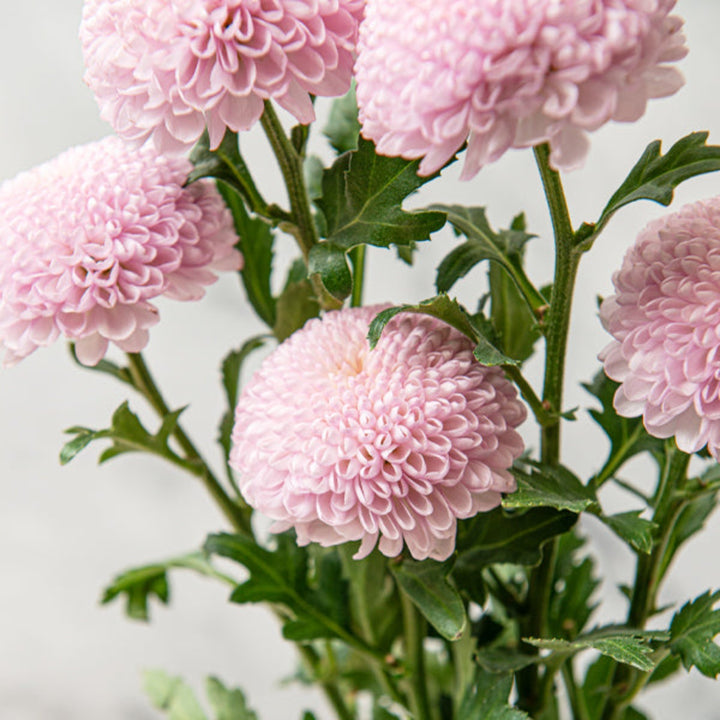 Five fresh Momoko chrysanthemums stems from Fresh Flower Holland, showcasing vibrant, single blooms in natural floral arrangement.