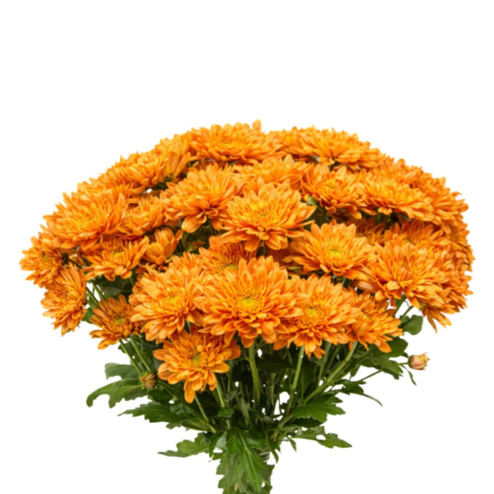 Bright orange chrysanthemum flowers on 10 stems, fresh flower arrangement from Black Tulip.