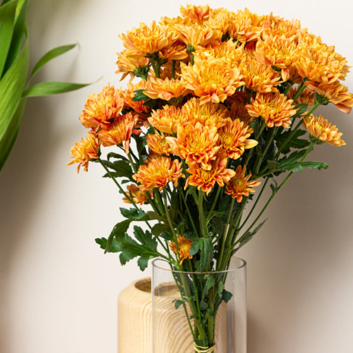 Bright orange chrysanthemums flower stems from Black Tulip, showcasing 10 vibrant blooms with green foliage.