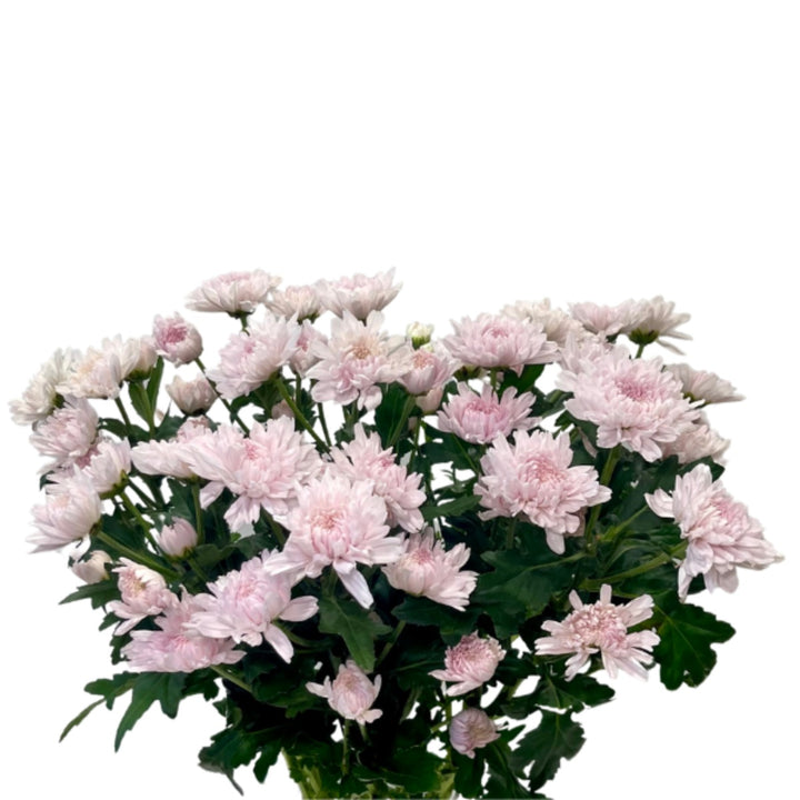 Pink chrysanthemum flowers on 10 stems, fresh floral arrangement from Gold Petals China, shown in a natural setting.