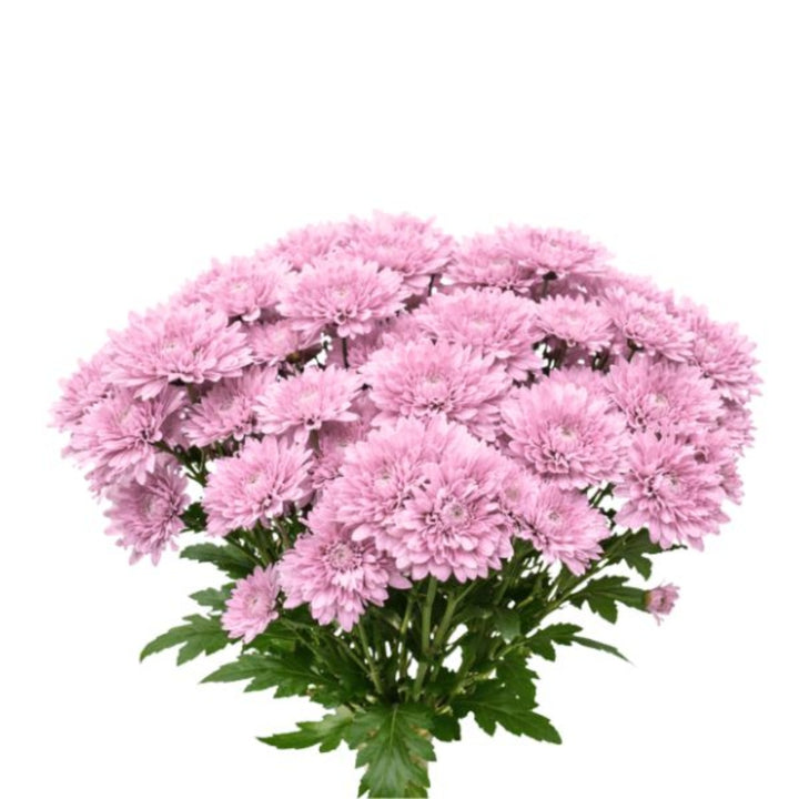 Pink chrysanthemums flower stems from Black Tulip, 10 vibrant blooms arranged with lush green leaves.