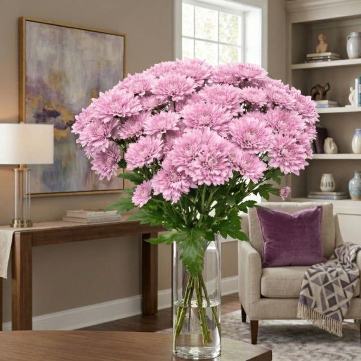 Pink Chrysanthemums flower stems from Black Tulip, showing 10 fresh pink flowers with green foliage.